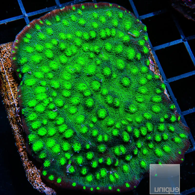Echinophyllia sp. Unique Corals Firefly Chalice- 3/4-1 Stock Frag