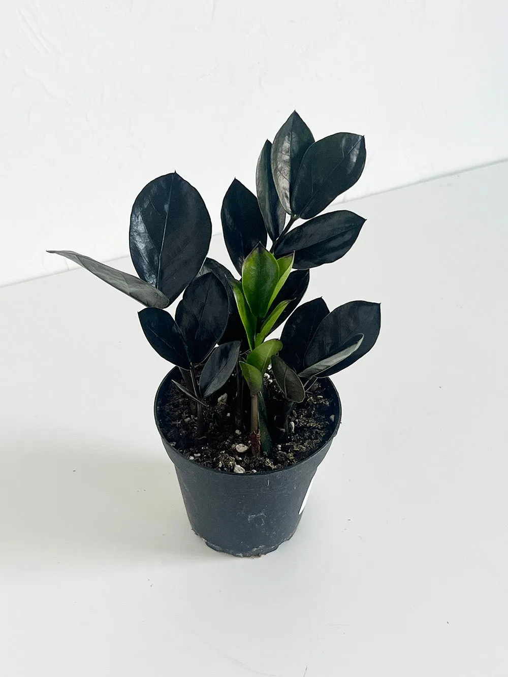 Raven ZZ Plant